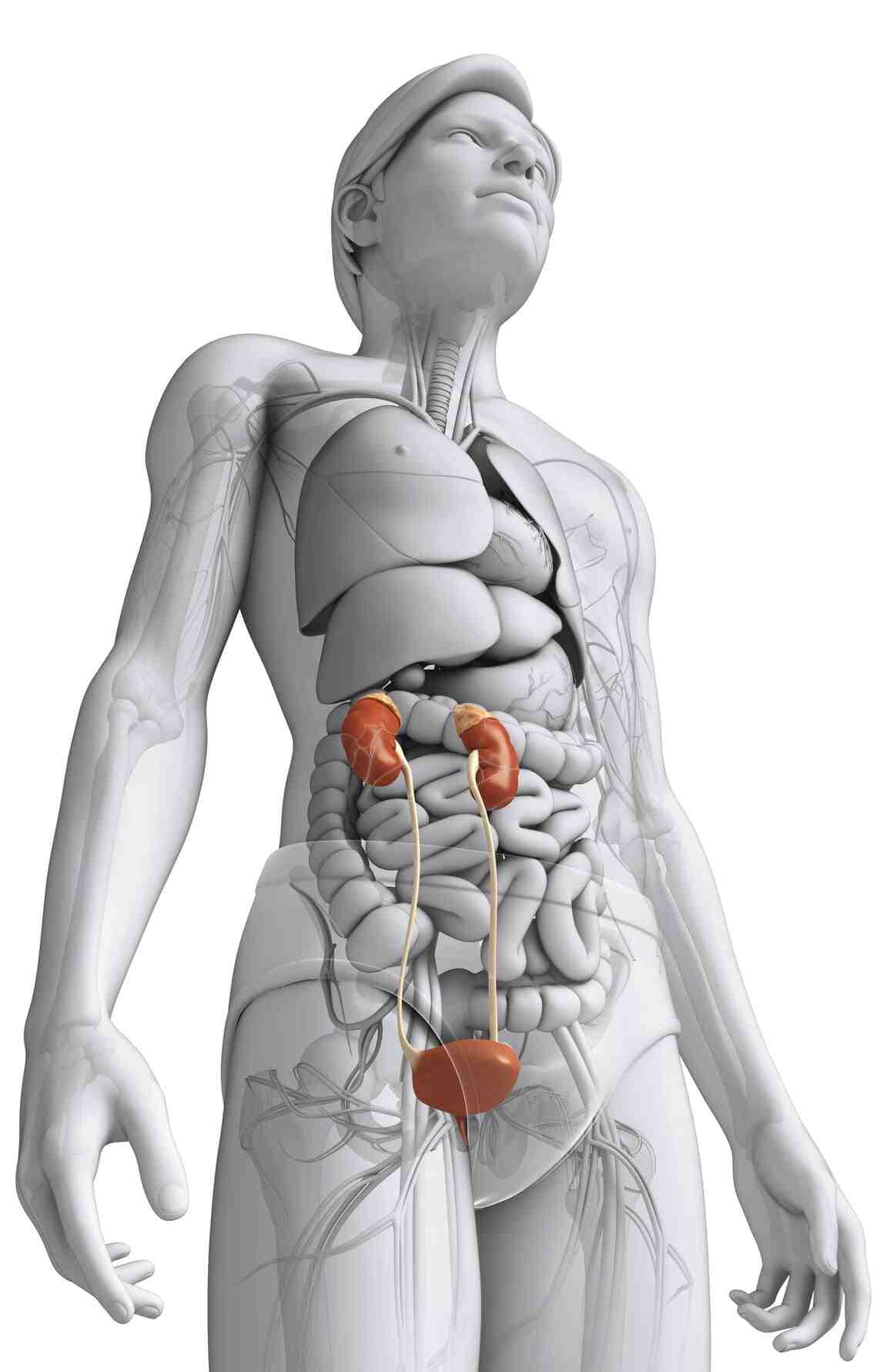 ayurvedic kidney treatment