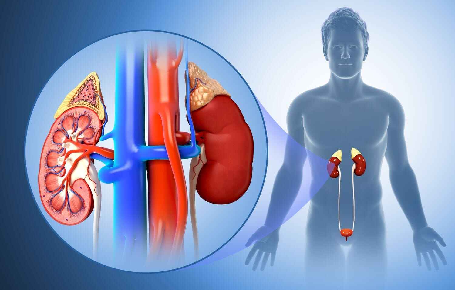Karma Ayurveda USA - Best Ayurvedic Hospital For Kidney Treatment