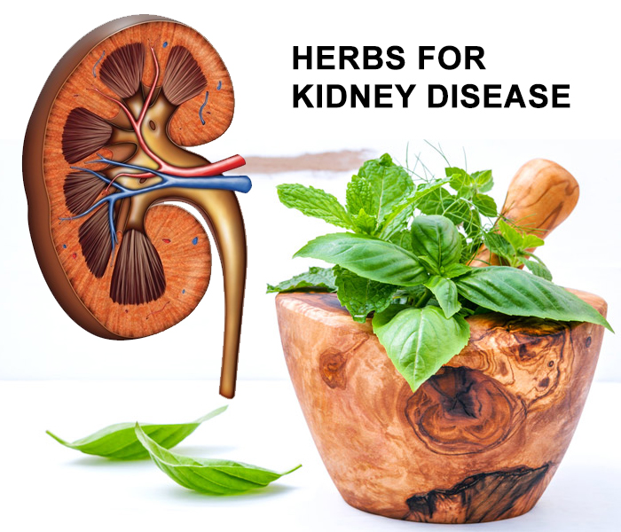 Herbs for Kidney Disease: The Best Way to Eliminate Kidney Complications
