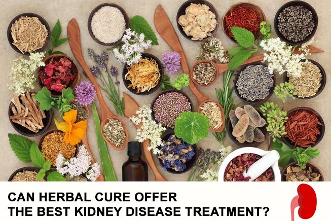 Can Herbal Cure Offer The Best Kidney Disease Treatment?