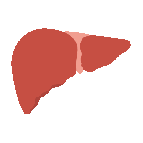 liver