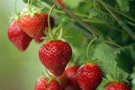 Strawberries for kidney problem.jpg