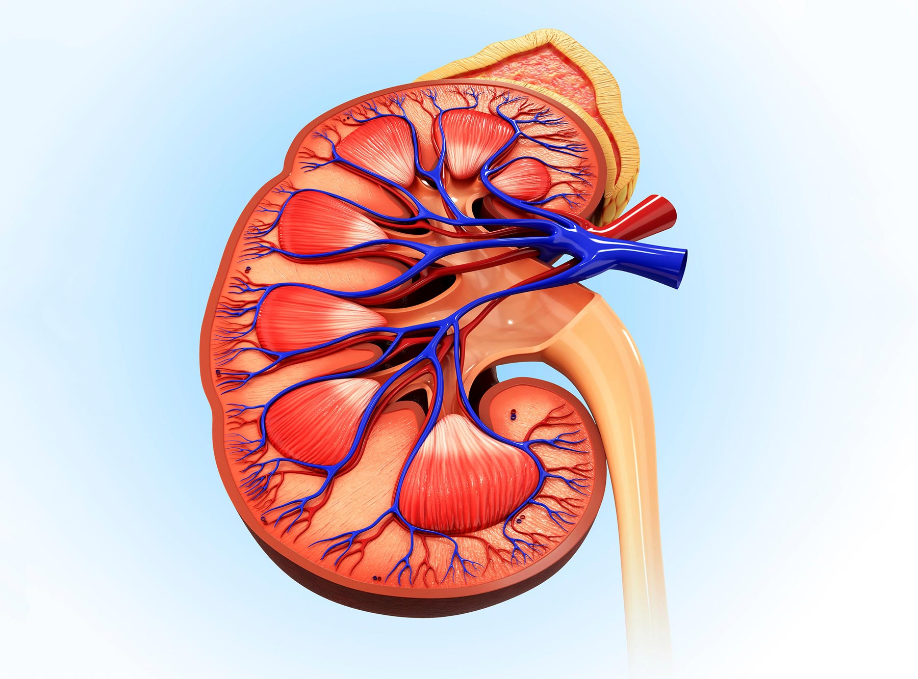 What causes your kidney to fail