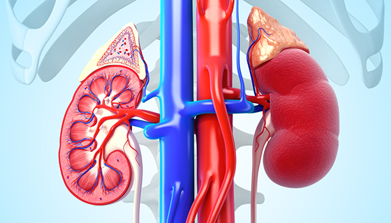 kidney crosssection