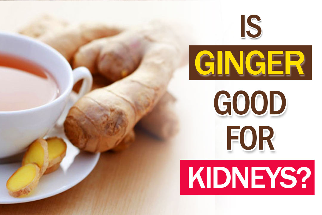Ginger Good For Kidney Failure Patients Kidney Treatment