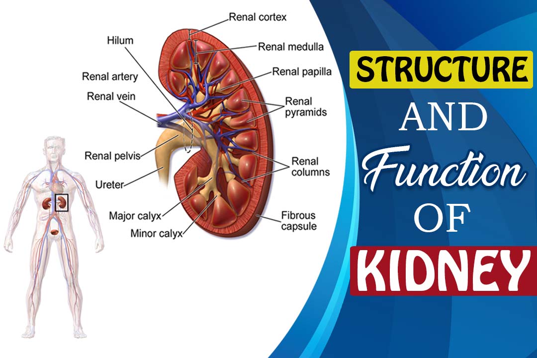 function-of-kidney