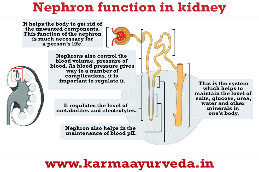 functioning of the nephron