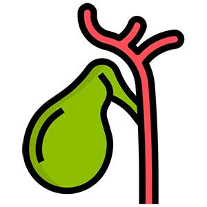 kidney